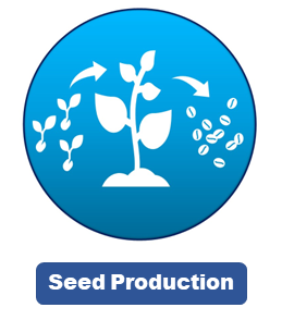 Seed Production Graphic