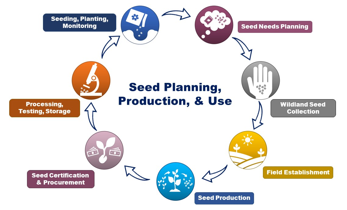 All steps of the Seed Supply Chain: Planning, collecting, Field production, Certification, Processing and storage, Planting and monitoring