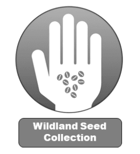 Wildland Seed Collection Graphic